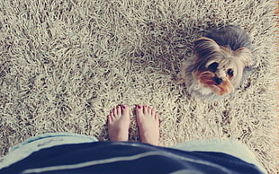 brown area rug, feet, barefoot, dog, animals