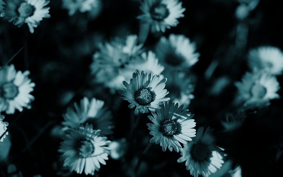 close-up photography of tungsten colored of daisies HD wallpaper