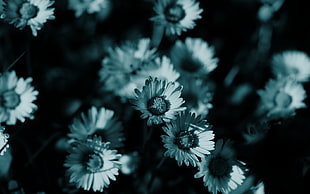 close-up photography of tungsten colored of daisies