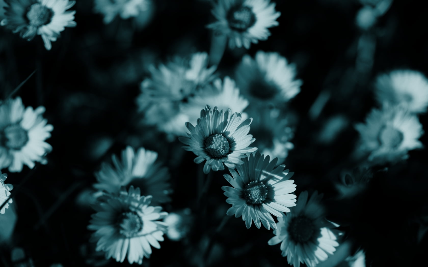 close-up photography of tungsten colored of daisies