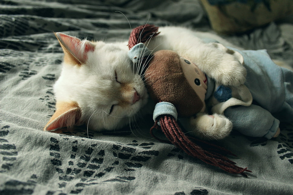 two white-and-black kittens, animals, cat HD wallpaper