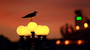 five street lights, seagulls, birds, street light, bokeh