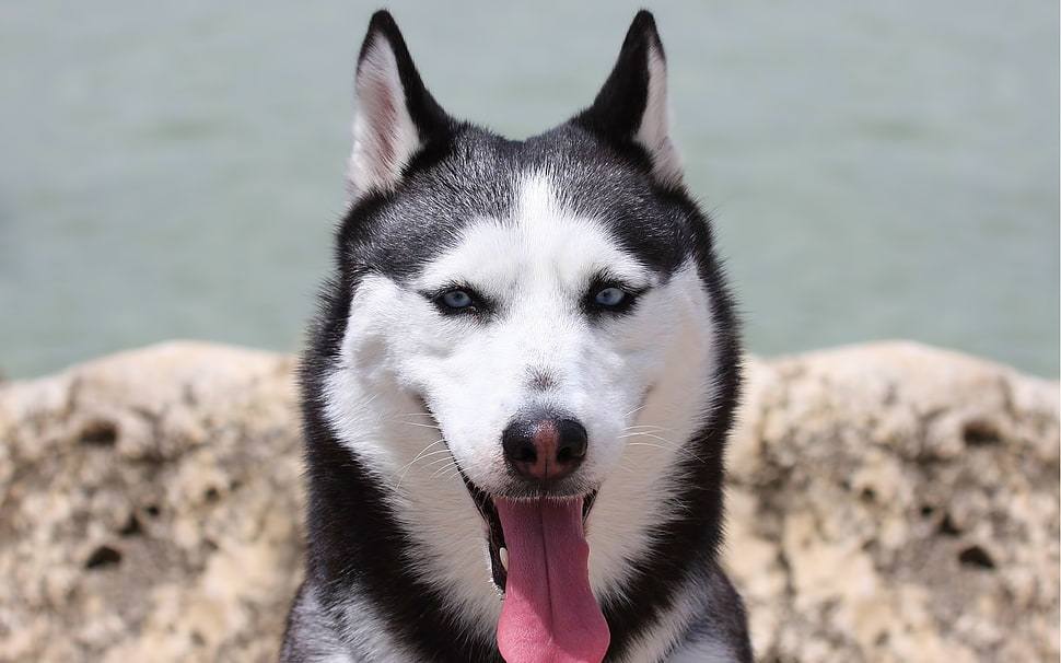 Husky,  Muzzle,  Dog,  Cute HD wallpaper