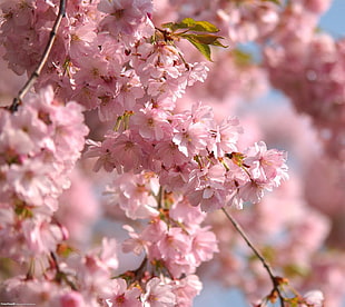 pink cherry blossom flower, flowers