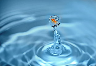 gold fish in water droplet