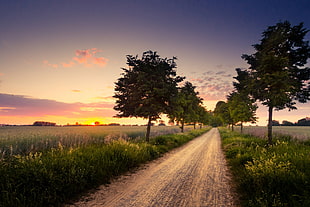 road beside trees and grass during daytime HD wallpaper