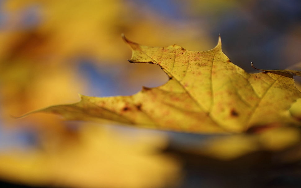 selective focus photo of a yellow leaf HD wallpaper