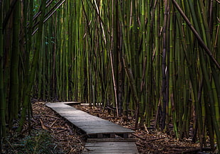 green wooden ladder between bamboo treee