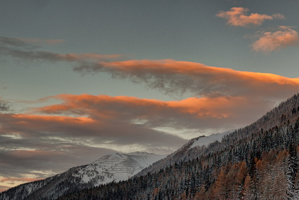 leafed trees, snow, sky, trees, clouds HD wallpaper