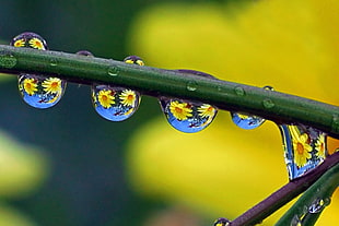 macro photography of water drops on green leaves