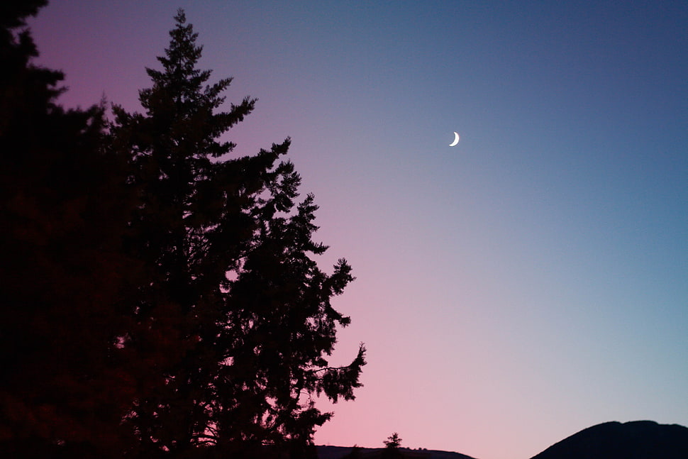 crescent moon, Trees, Sky, Fir HD wallpaper