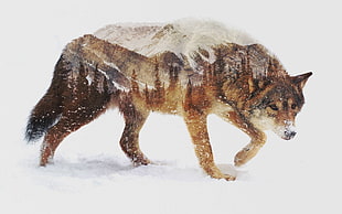Wolf animated illustration, wolf, animals, nature, landscape