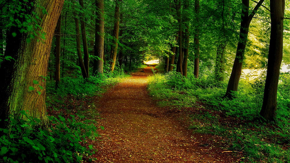green trees, forest HD wallpaper