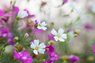 pink-and-white petaled flowers HD wallpaper