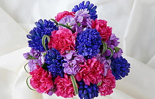 red, blue, and purple Carnation flowers