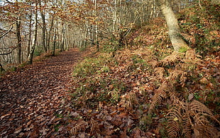 mountain trail surrounded by brown trees during daytime
