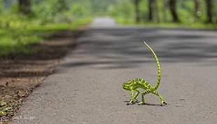 green reptile, chameleons, road
