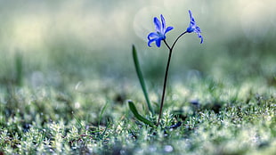 two blue flowers, plants, grass, macro, flowers HD wallpaper