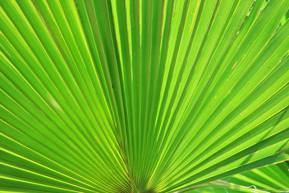 green plant HD wallpaper