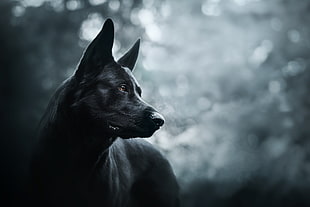 short-coated black dog, dark, dog, animals