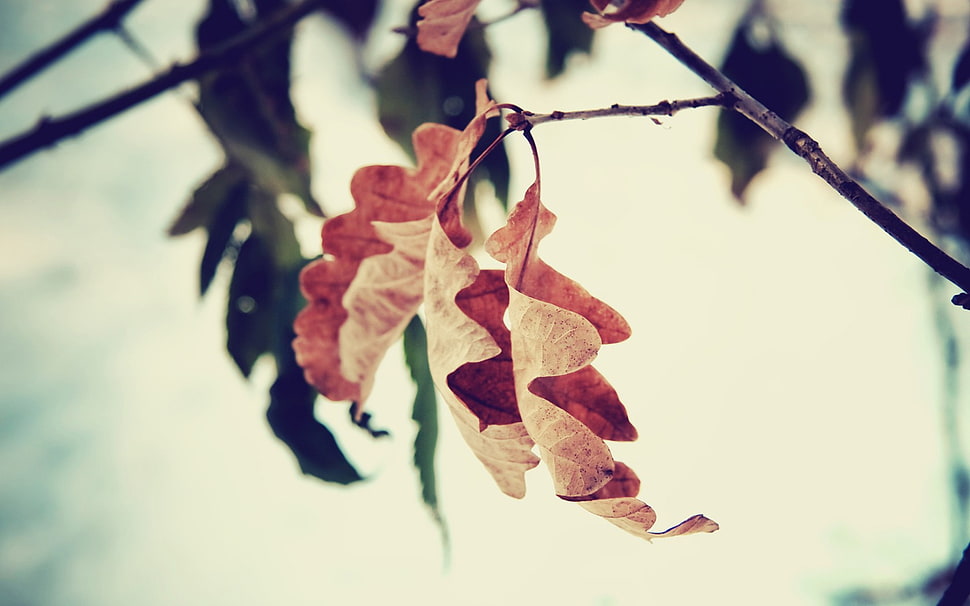 brown leaf, leaves HD wallpaper
