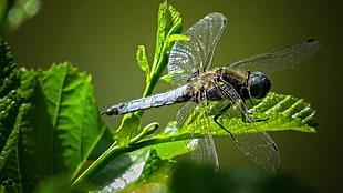 macro photograph of brown and silver dragonfly on leaf
