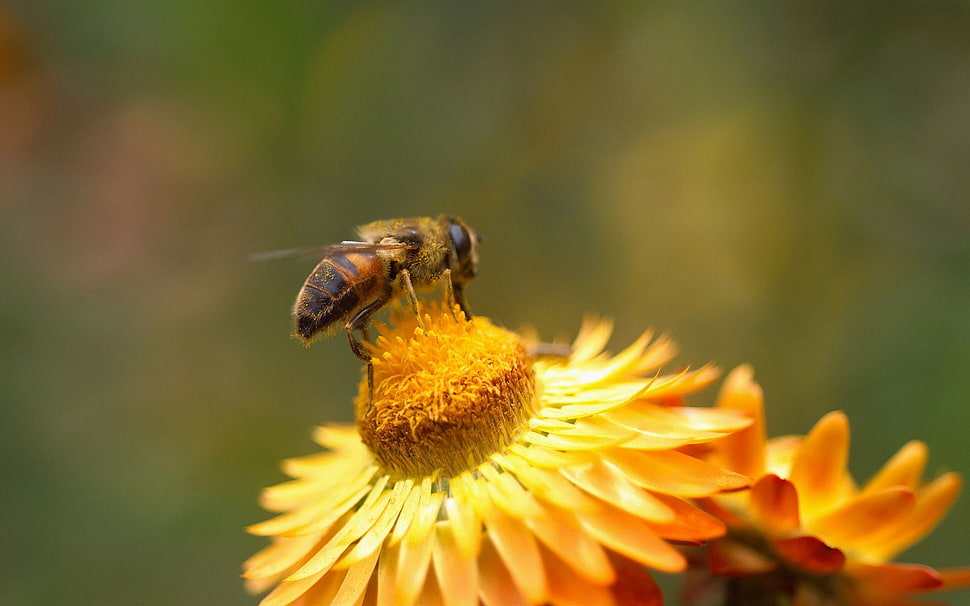 selective focus photography yellow bee on yellow stigma HD wallpaper