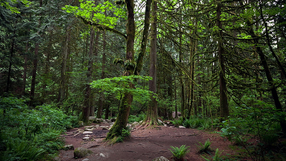 forest, nature, trees HD wallpaper
