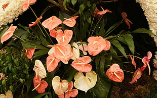 pink Anthuriums closeup photo HD wallpaper