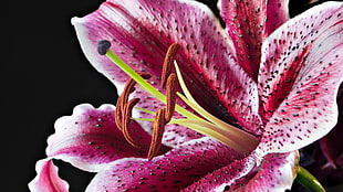 closeup photo of Stargazer Lily
