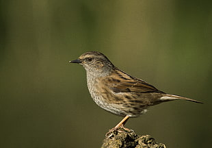 Chipping Sparrow, dunnock