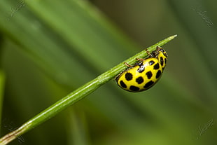 black and yellow spotted Ladybug on leaf closeup photo