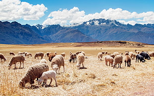 white sheep, Peru, mountains, landscape, nature