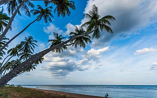 palm tree, nature, landscape, palm trees, beach HD wallpaper