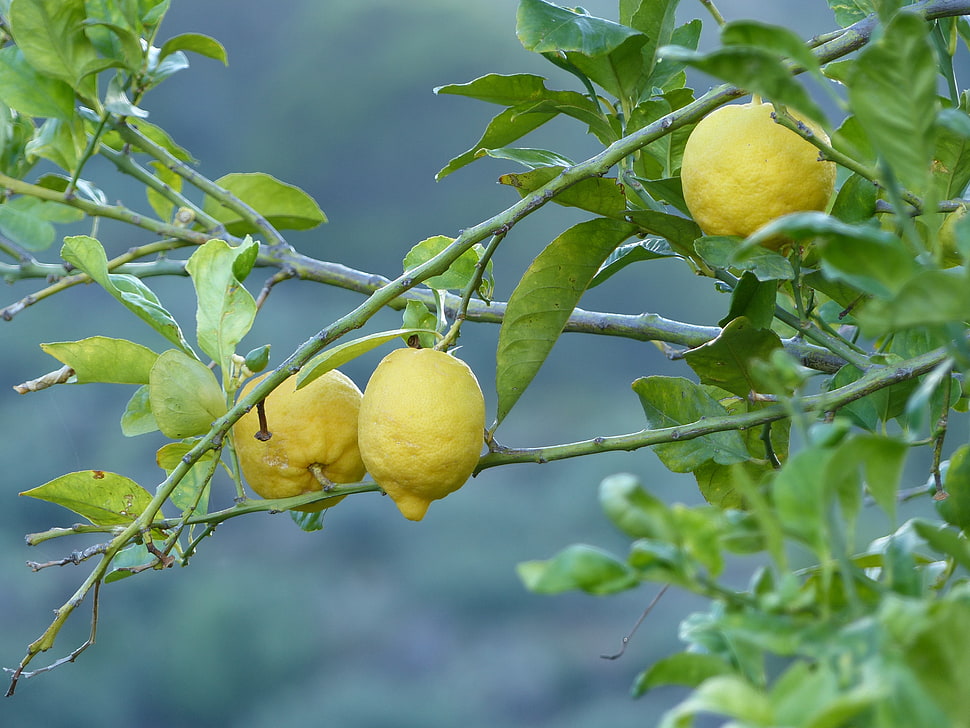shallow focus on 3 yellow lemon fruits HD wallpaper