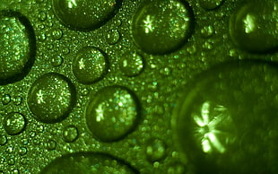 micro photography of water dew HD wallpaper