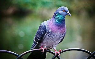purple and green pigeon, animals, birds, pigeons, nature