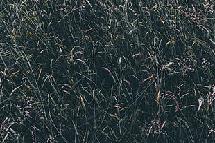green grass, Grass, Vegetation, Field HD wallpaper