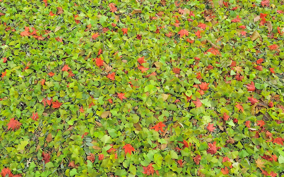 red petaled flower field HD wallpaper