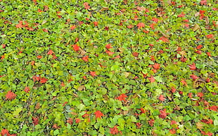 red petaled flower field