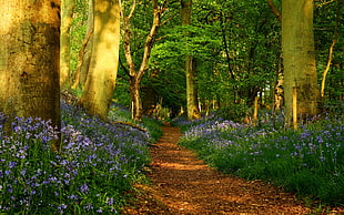 photo of brown pathway surrounded with green leaf trees and Lavender flowers HD wallpaper