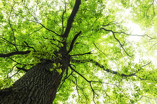 low angle photography of green leaf tree HD wallpaper