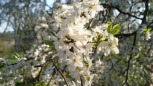 white fruit blossom in close up photography