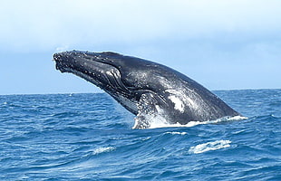 blue whale, madagascar HD wallpaper