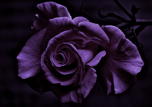 purple rose, photography, flowers, rose, purple flowers HD wallpaper