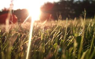 macro photography of green grass during daytime