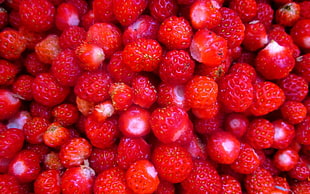 red berry lot
