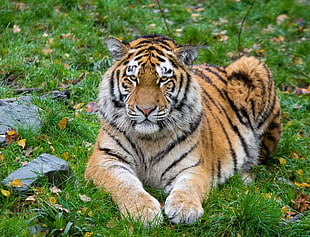 brown tiger, Siberian tiger, Tiger, Predator HD wallpaper