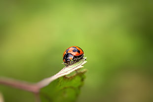 lady bug in macro photography, ladybug HD wallpaper