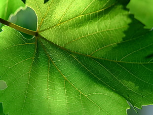 closeup of green leaf HD wallpaper
